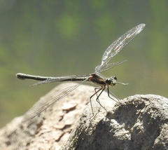 Austroargiolestes icteromelas