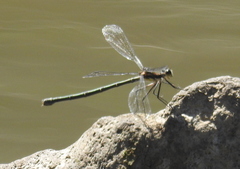 Austroargiolestes icteromelas