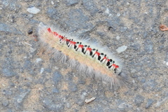 Lepidoptera
