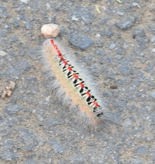 Lepidoptera
