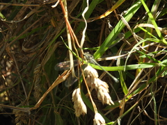 Austroargiolestes icteromelas