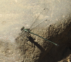 Austroargiolestes icteromelas