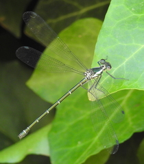 Austroargiolestes icteromelas