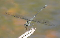 Austroargiolestes icteromelas
