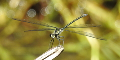 Austroargiolestes icteromelas