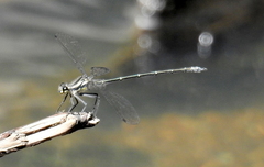 Austroargiolestes icteromelas