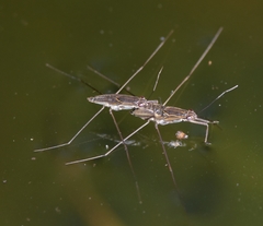 Limnogonus franciscanus