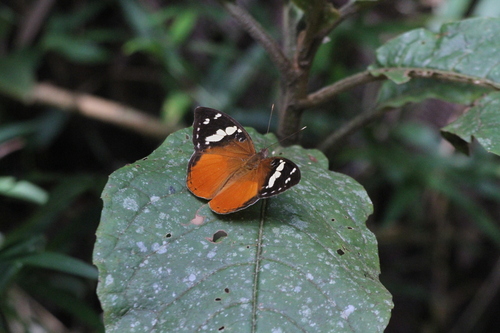 Madagascar forest nymph