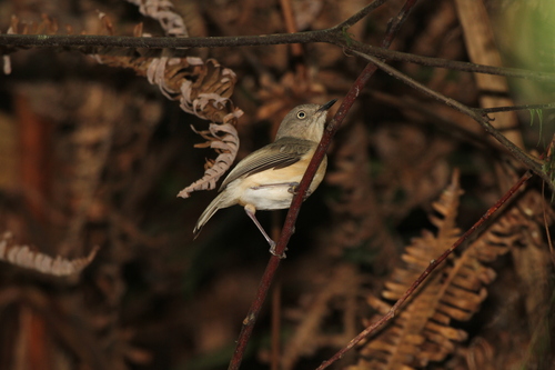 Common Newtonia (Newtonia brunneicauda), photo 3