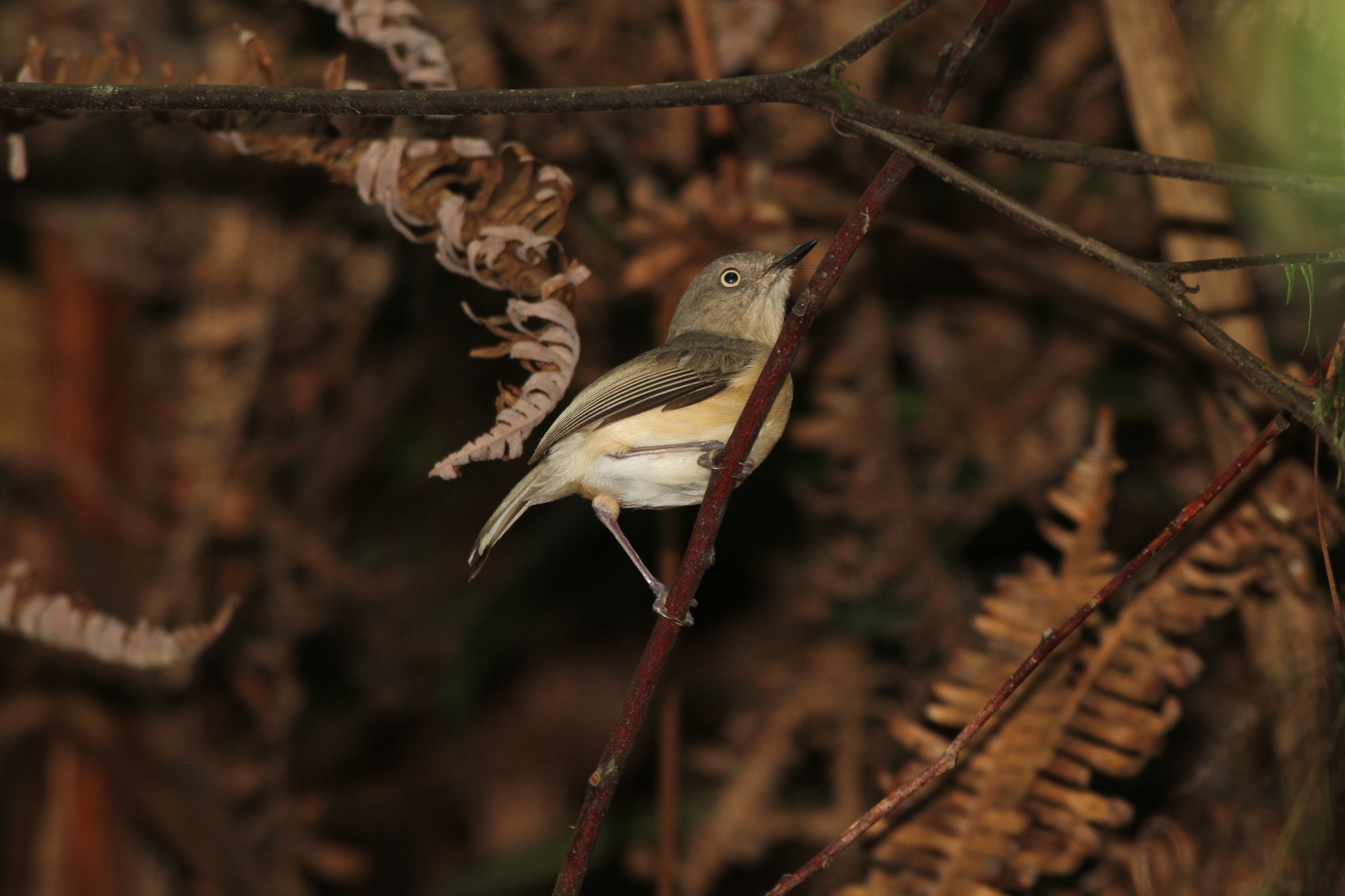 Common Newtonia (Newtonia brunneicauda), photo 3
