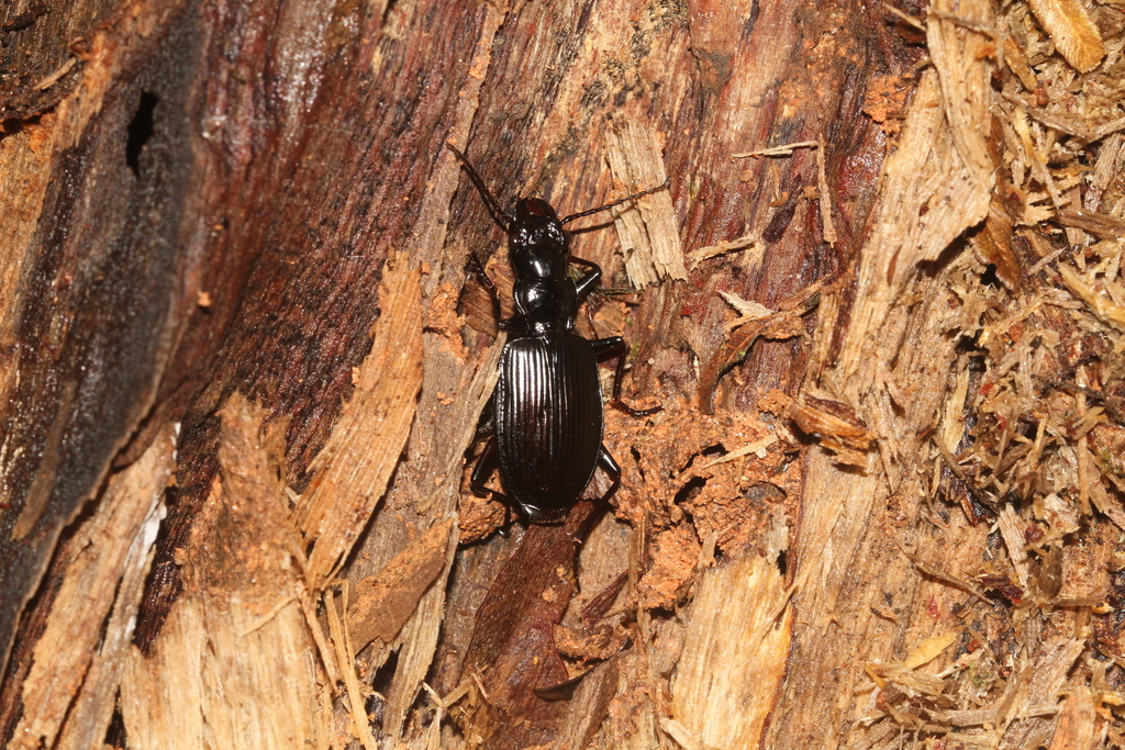 Labocephalus