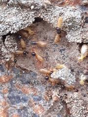 Nasutitermes corniger