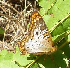 Anartia jatrophae