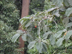 Pityriasis gymnocephala
