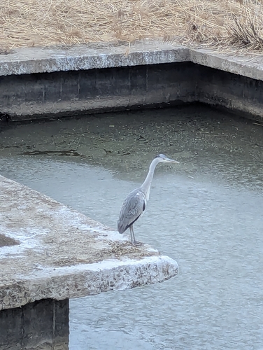 Grey Heron