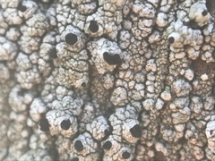 Pseudothelomma occidentale