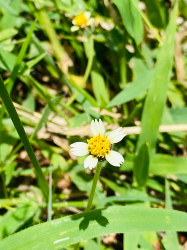 Tridax Daisy