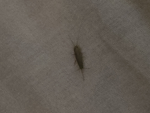Common Silverfish