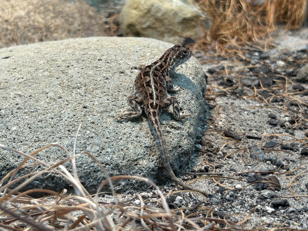 Canberra Grassland Earless Dragon