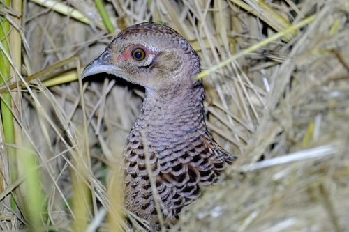 Ring-necked Pheasant
