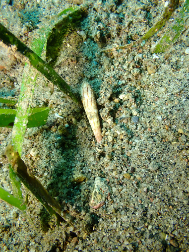 Hastula lanceata observed 2025-12-24