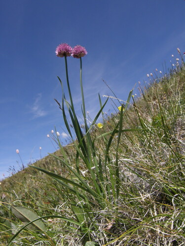 Allium amphibolum