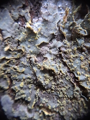 Crocodia rubella