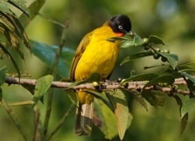 Flame-throated Bulbul (Rubigula gularis), photo 7
