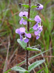 Angelonia ciliaris