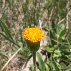 Arnica parryi