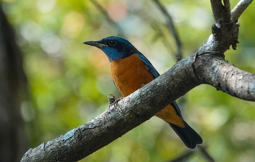 Blue-capped Rock Thrush (Monticola cinclorhyncha), photo 3