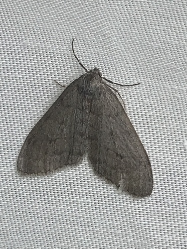 iNaturalist observation photo of Walnut Spanworm Moth