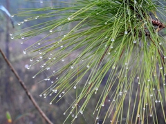 Pinus caribaea