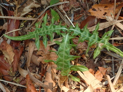 Acanthus ebracteatus