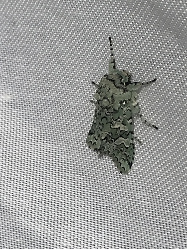 iNaturalist observation photo of Feralia februalis