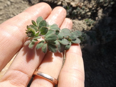 Acmispon heermannii