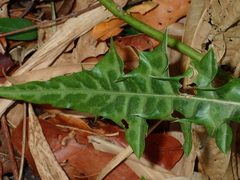 Acanthus ebracteatus