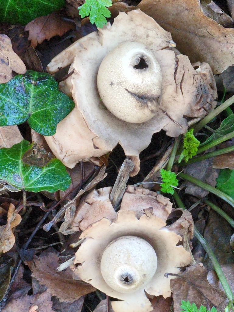 Geastrum michelianum · December 2025 · photo: © guywallbanks (iNaturalist, cc-by)