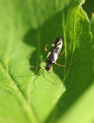 Dryophilocoris flavoquadrimaculatus