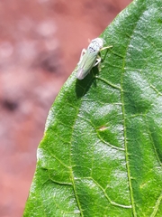 Bucephalogonia xanthophis