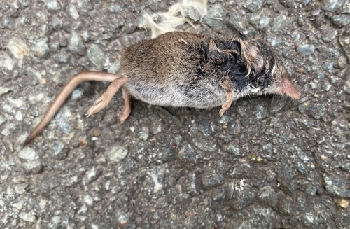 Masked Shrew observed by b_steipe