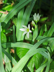 Allium pendulinum
