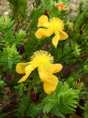 Hypericum terrae-firmae
