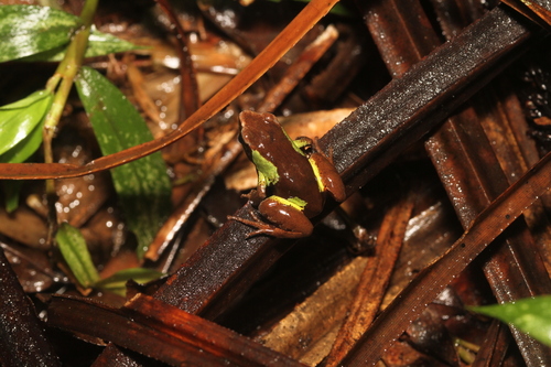Beautiful Mantella, Mantella pulchra