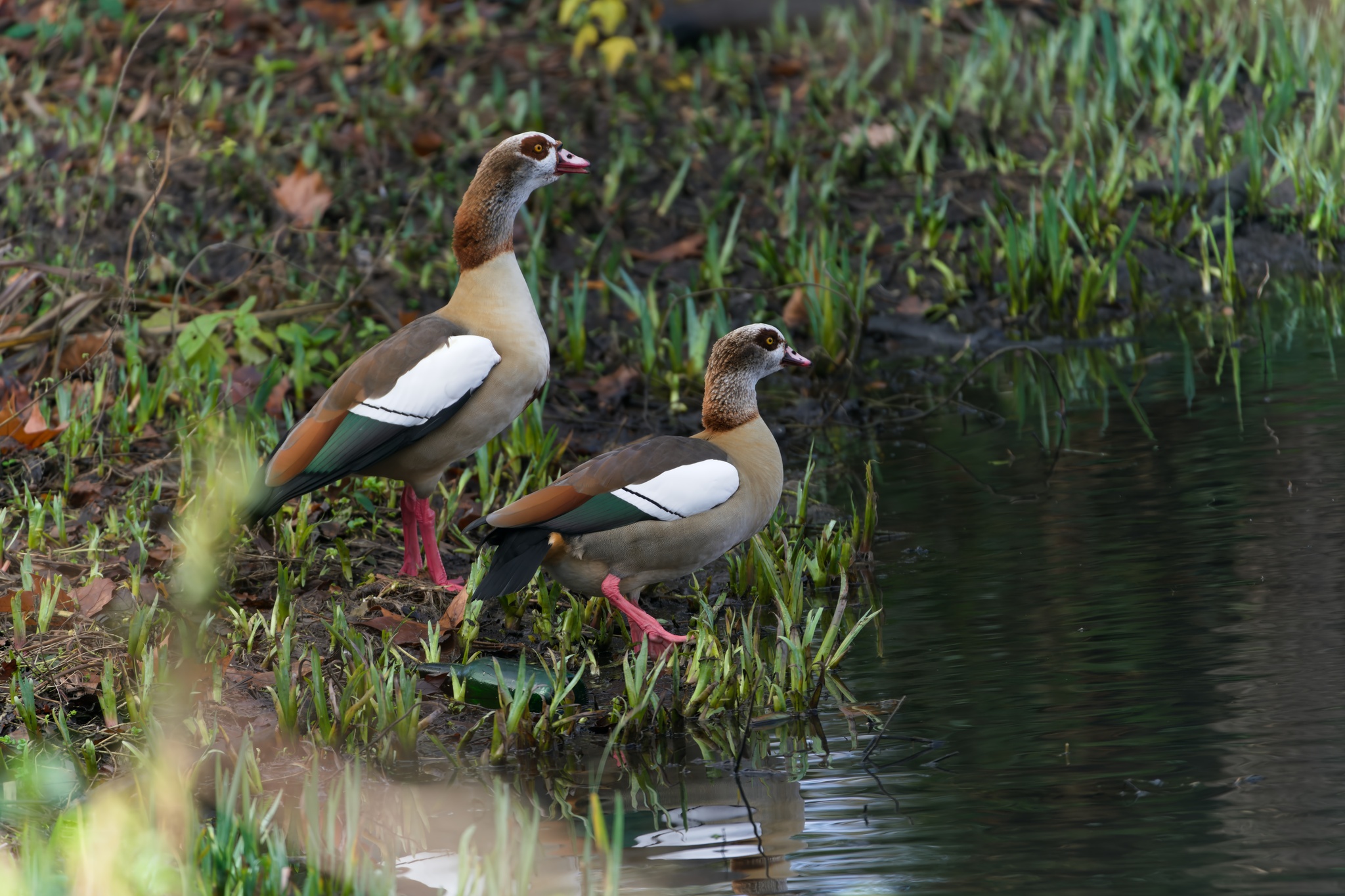 Alopochen aegyptiaca (Linnaeus, 1766)
