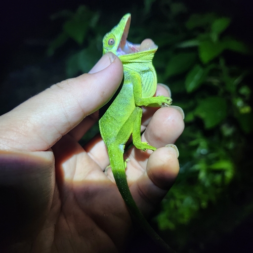 Cuvier's Anole, Anolis cuvieri