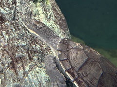 Bellinger River Sawshelled Turtle photo 1