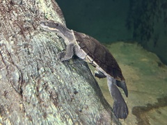 Bellinger River Sawshelled Turtle photo 3