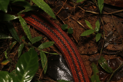 Three-striped Ground Snake
