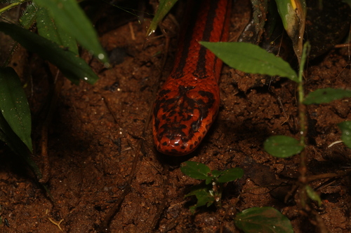 Three-striped Ground Snake